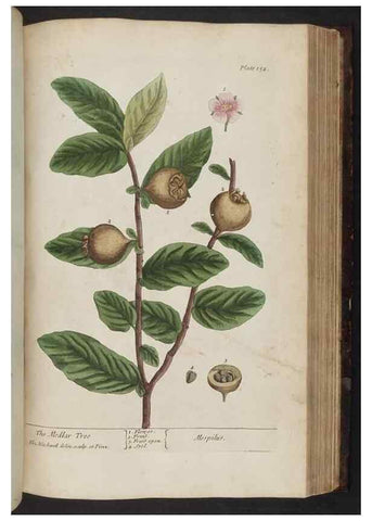 Reproducción/Reproduction 8251734879: A curious herbal. London : Printed for Samuel Harding, 1737-1739.