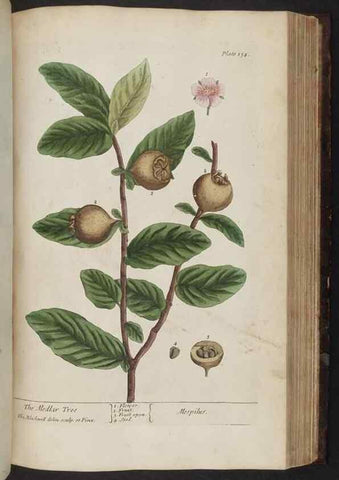 Reproducción/Reproduction 8251734879: A curious herbal. London : Printed for Samuel Harding, 1737-1739.