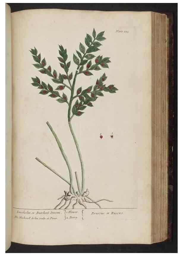 Reproducción/Reproduction 8251735119: A curious herbal. London : Printed for Samuel Harding, 1737-1739.
