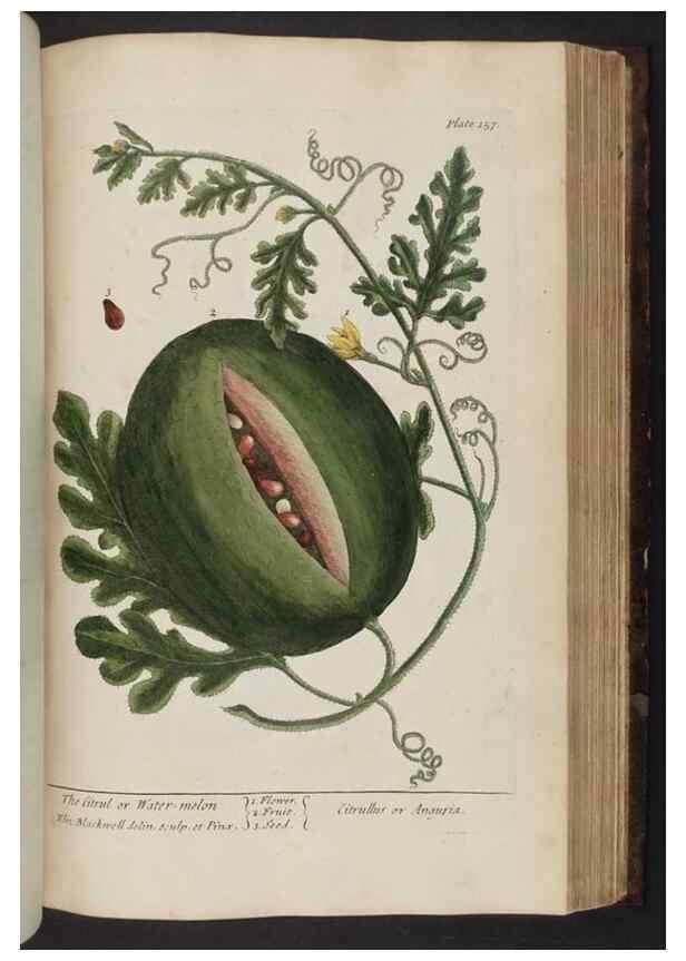 Reproducción/Reproduction 8251735513: A curious herbal. London : Printed for Samuel Harding, 1737-1739.