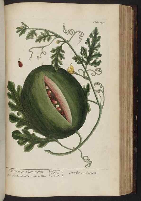 Reproducción/Reproduction 8251735513: A curious herbal. London : Printed for Samuel Harding, 1737-1739.