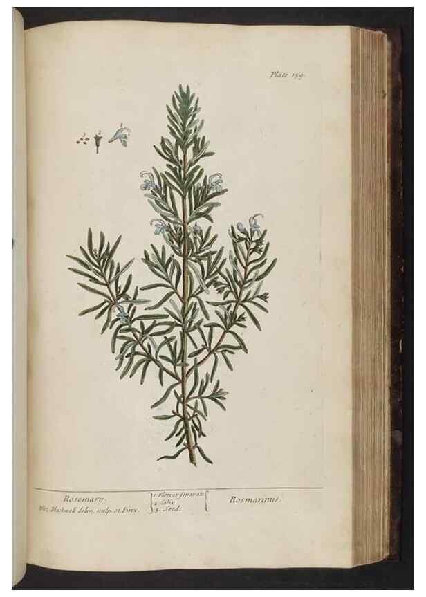 Reproducción/Reproduction 8251736149: A curious herbal. London : Printed for Samuel Harding, 1737-1739.