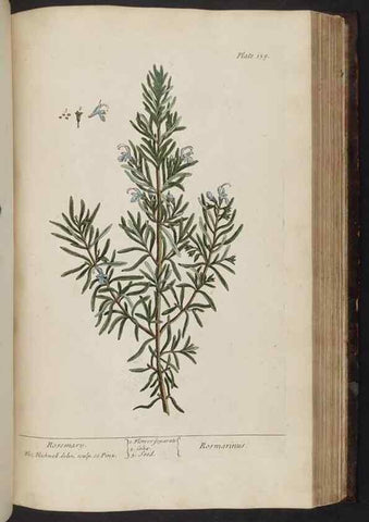 Reproducción/Reproduction 8251736149: A curious herbal. London : Printed for Samuel Harding, 1737-1739.