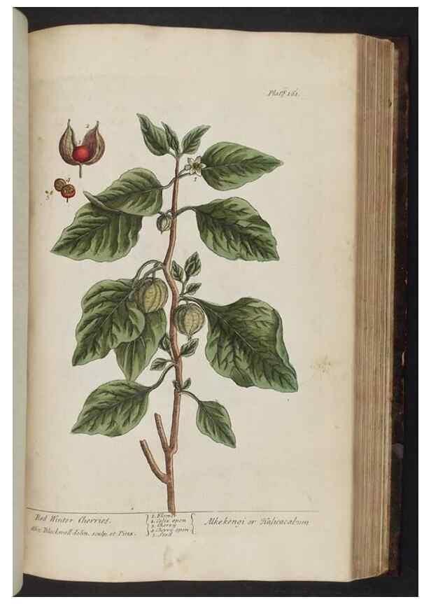 Reproducción/Reproduction 8251736667: A curious herbal. London : Printed for Samuel Harding, 1737-1739.
