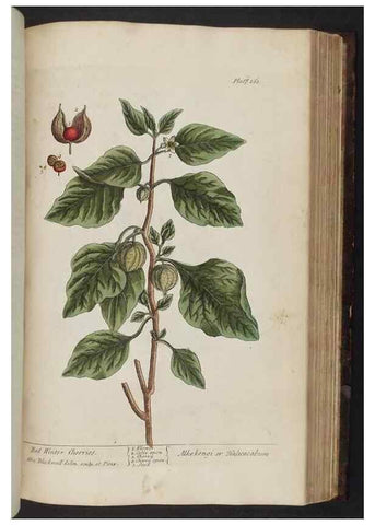 Reproducción/Reproduction 8251736667: A curious herbal. London : Printed for Samuel Harding, 1737-1739.