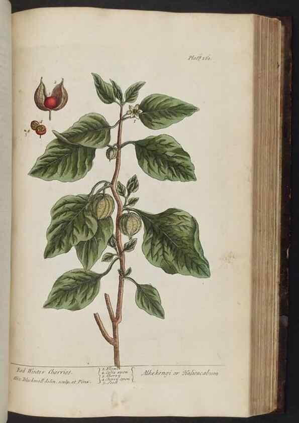 Reproducción/Reproduction 8251736667: A curious herbal. London : Printed for Samuel Harding, 1737-1739.