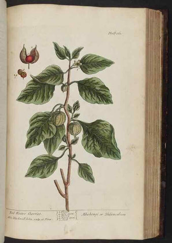 Reproducción/Reproduction 8251736667: A curious herbal. London : Printed for Samuel Harding, 1737-1739.