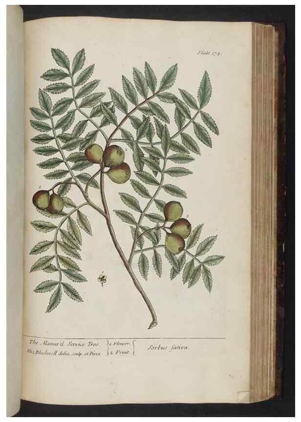 Reproducción/Reproduction 8251739385: A curious herbal. London : Printed for Samuel Harding, 1737-1739.