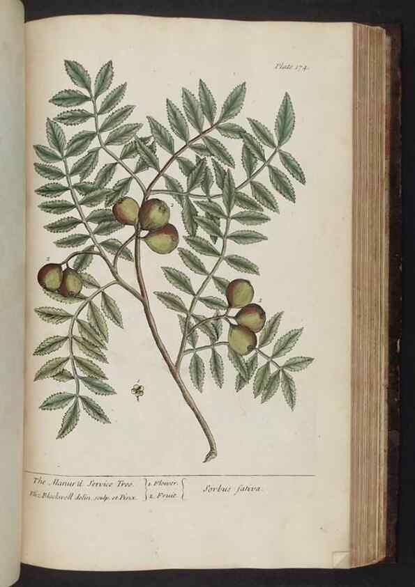 Reproducción/Reproduction 8251739385: A curious herbal. London : Printed for Samuel Harding, 1737-1739.