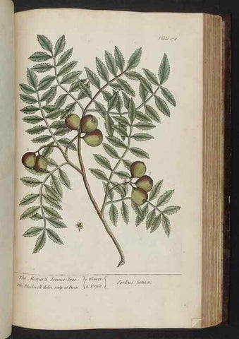 Reproducción/Reproduction 8251739385: A curious herbal. London : Printed for Samuel Harding, 1737-1739.