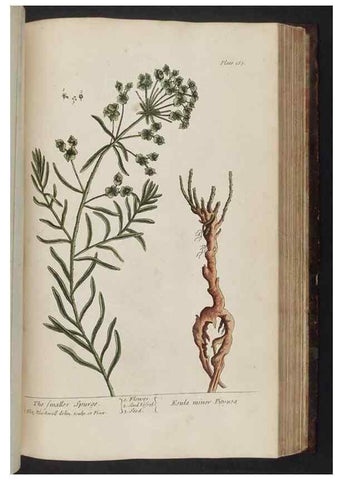 Reproducción/Reproduction 8252807668: A curious herbal. London : Printed for Samuel Harding, 1737-1739.