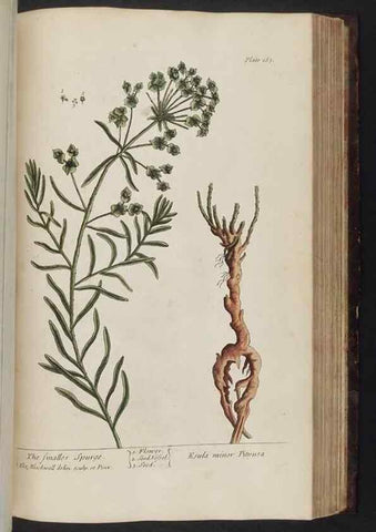 Reproducción/Reproduction 8252807668: A curious herbal. London : Printed for Samuel Harding, 1737-1739.