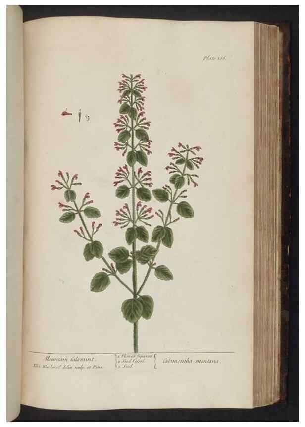 Reproducción/Reproduction 8251737831: A curious herbal. London : Printed for Samuel Harding, 1737-1739.