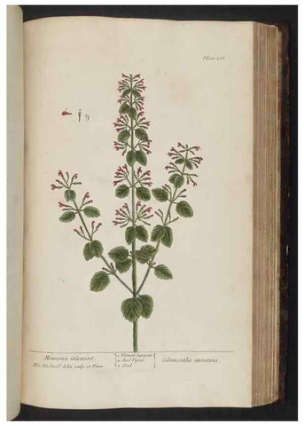 Reproducción/Reproduction 8251737831: A curious herbal. London : Printed for Samuel Harding, 1737-1739.