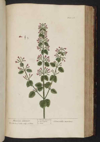 Reproducción/Reproduction 8251737831: A curious herbal. London : Printed for Samuel Harding, 1737-1739.