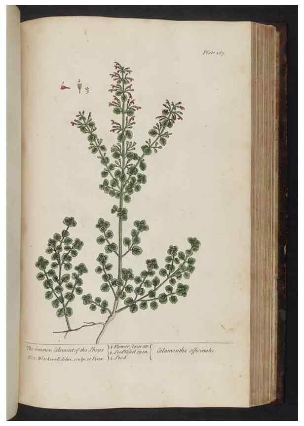 Reproducción/Reproduction 8251738069: A curious herbal. London : Printed for Samuel Harding, 1737-1739.