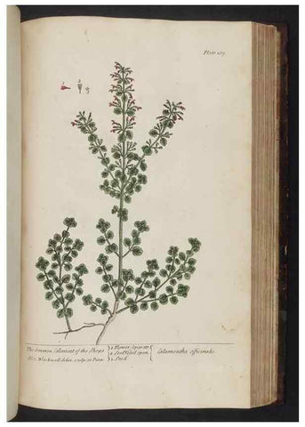 Reproducción/Reproduction 8251738069: A curious herbal. London : Printed for Samuel Harding, 1737-1739.