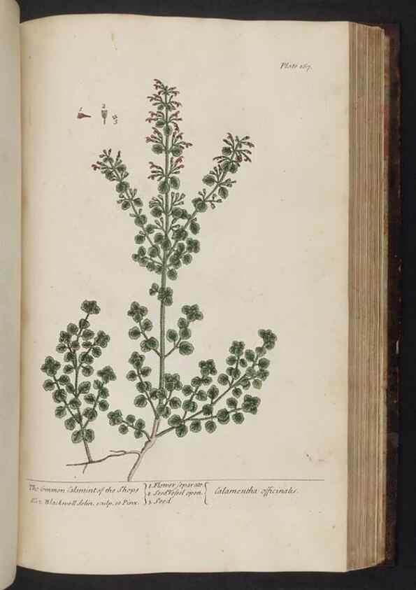 Reproducción/Reproduction 8251738069: A curious herbal. London : Printed for Samuel Harding, 1737-1739.