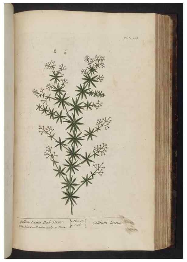 Reproducción/Reproduction 8252808852: A curious herbal. London : Printed for Samuel Harding, 1737-1739.
