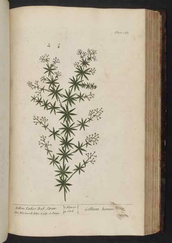 Reproducción/Reproduction 8252808852: A curious herbal. London : Printed for Samuel Harding, 1737-1739.