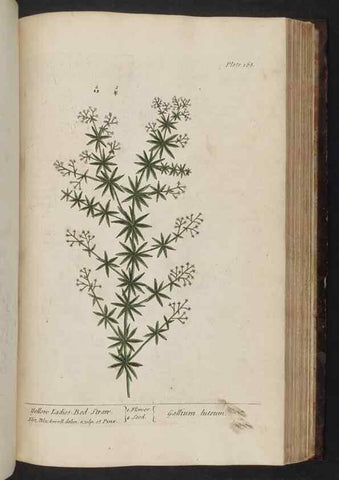 Reproducción/Reproduction 8252808852: A curious herbal. London : Printed for Samuel Harding, 1737-1739.