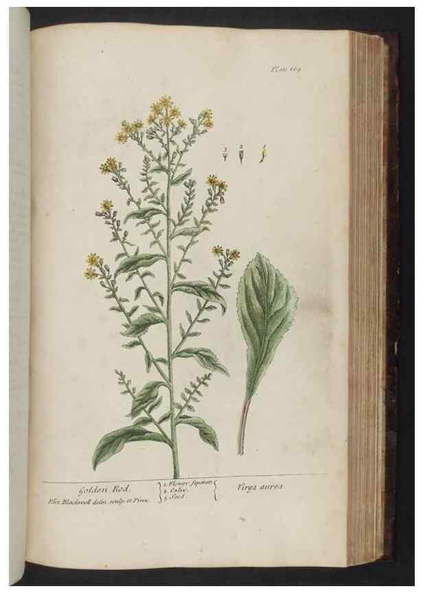 Reproducción/Reproduction 8252809048: A curious herbal. London : Printed for Samuel Harding, 1737-1739.