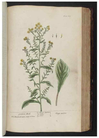 Reproducción/Reproduction 8252809048: A curious herbal. London : Printed for Samuel Harding, 1737-1739.