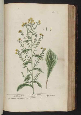 Reproducción/Reproduction 8252809048: A curious herbal. London : Printed for Samuel Harding, 1737-1739.