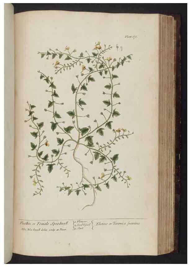 Reproducción/Reproduction 8252809204: A curious herbal. London : Printed for Samuel Harding, 1737-1739.