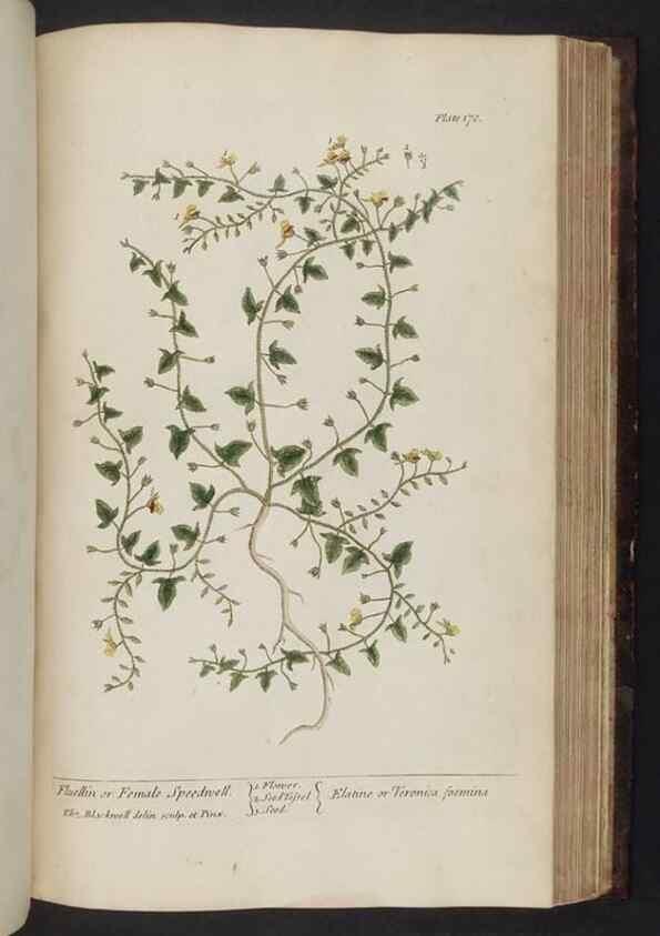 Reproducción/Reproduction 8252809204: A curious herbal. London : Printed for Samuel Harding, 1737-1739.