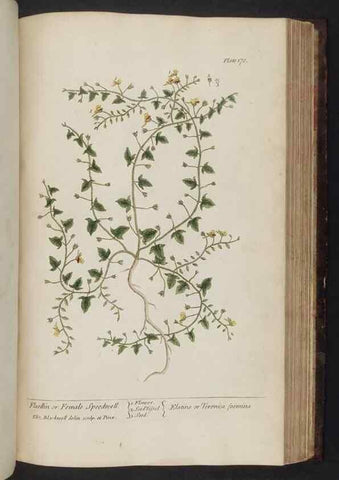Reproducción/Reproduction 8252809204: A curious herbal. London : Printed for Samuel Harding, 1737-1739.
