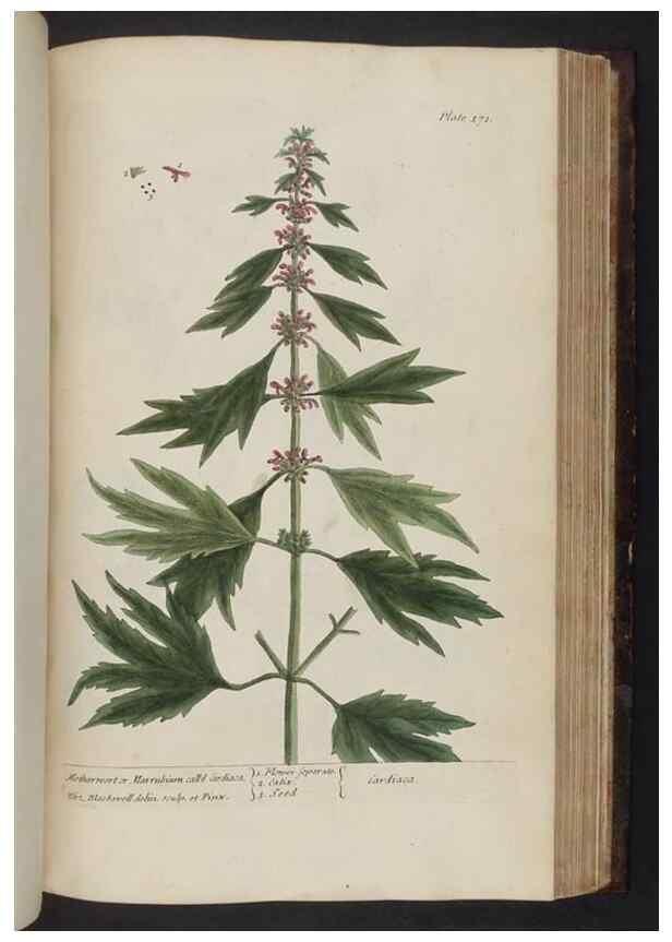 Reproducción/Reproduction 8251738867: A curious herbal. London : Printed for Samuel Harding, 1737-1739.