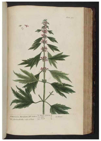 Reproducción/Reproduction 8251738867: A curious herbal. London : Printed for Samuel Harding, 1737-1739.