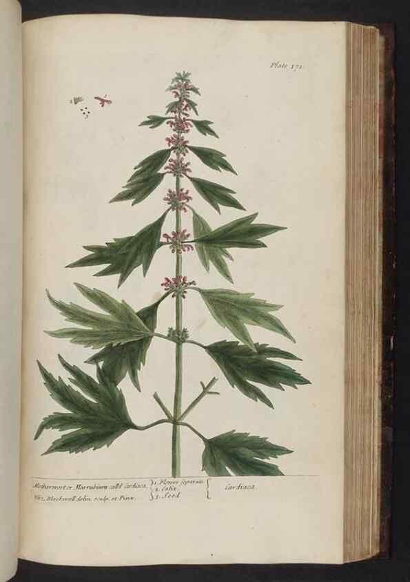Reproducción/Reproduction 8251738867: A curious herbal. London : Printed for Samuel Harding, 1737-1739.