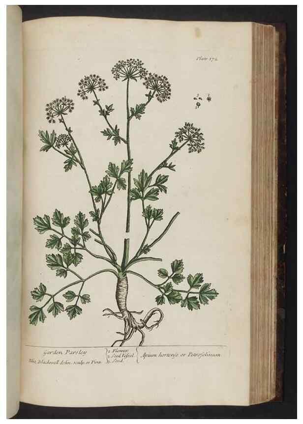 Reproducción/Reproduction 8252809552: A curious herbal. London : Printed for Samuel Harding, 1737-1739.