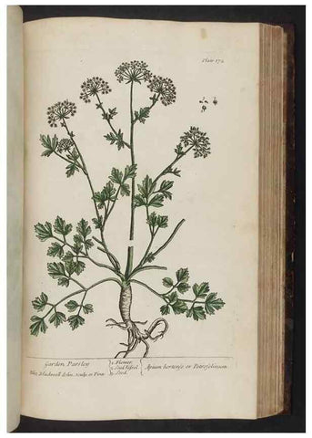 Reproducción/Reproduction 8252809552: A curious herbal. London : Printed for Samuel Harding, 1737-1739.
