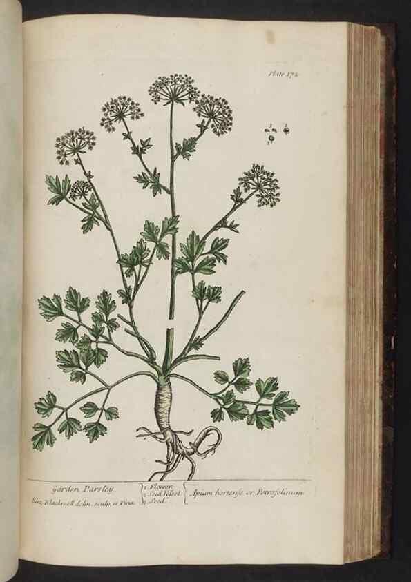 Reproducción/Reproduction 8252809552: A curious herbal. London : Printed for Samuel Harding, 1737-1739.