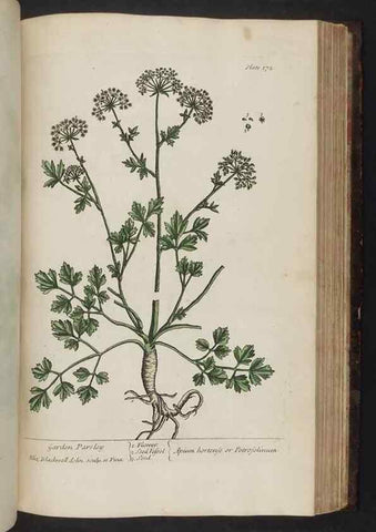 Reproducción/Reproduction 8252809552: A curious herbal. London : Printed for Samuel Harding, 1737-1739.
