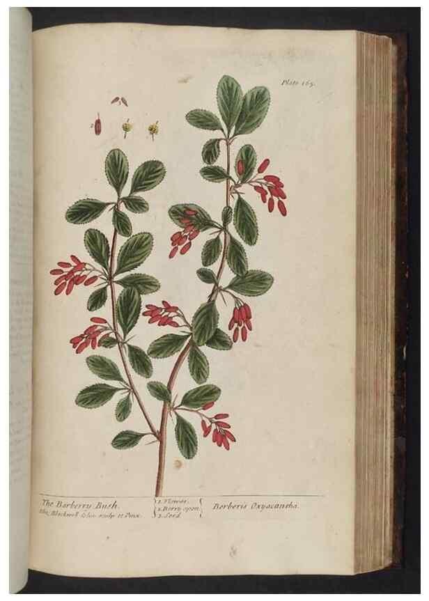 Reproducción/Reproduction 8251737687: A curious herbal. London : Printed for Samuel Harding, 1737-1739.