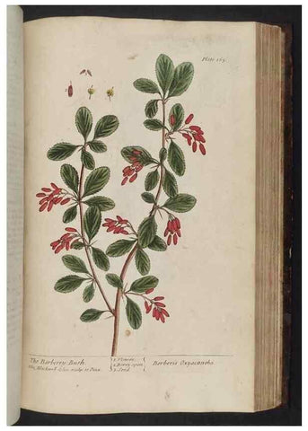 Reproducción/Reproduction 8251737687: A curious herbal. London : Printed for Samuel Harding, 1737-1739.