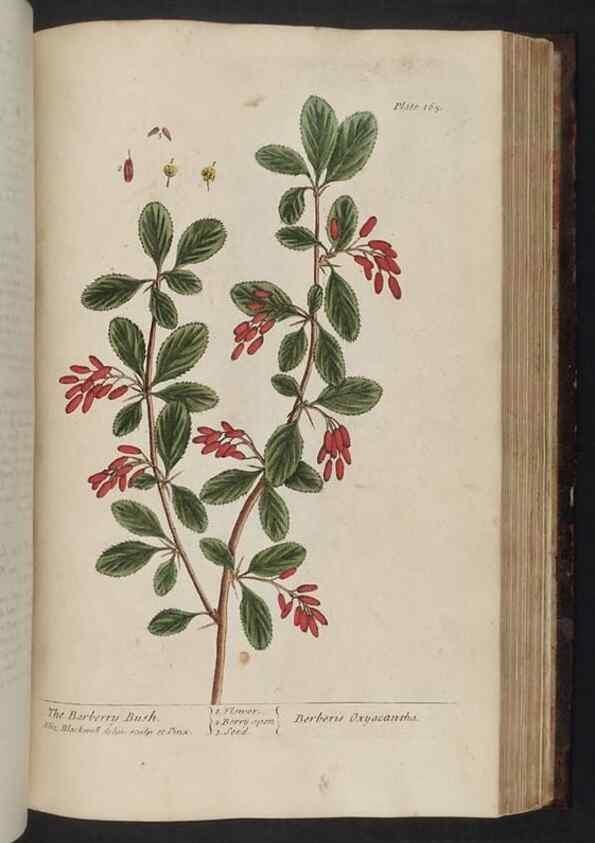 Reproducción/Reproduction 8251737687: A curious herbal. London : Printed for Samuel Harding, 1737-1739.