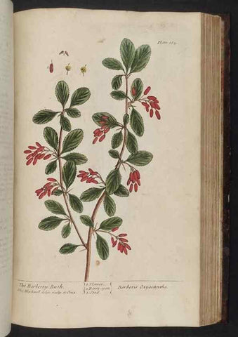 Reproducción/Reproduction 8251737687: A curious herbal. London : Printed for Samuel Harding, 1737-1739.