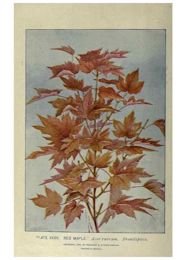 Reproducción/Reproduction 8434825397: A guide to the trees;. New YorkF.A. Stokes[c1900]