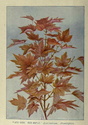 Reproducción/Reproduction 8434825397: A guide to the trees;. New YorkF.A. Stokes[c1900]