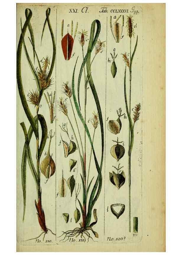 Reproducción/Reproduction 8287438067: Beschreibung und Abbildung der theils bekannten, theils noch nicht beschriebenen Arten von Riedgräsern,. Wittenberg,1801-1806.
