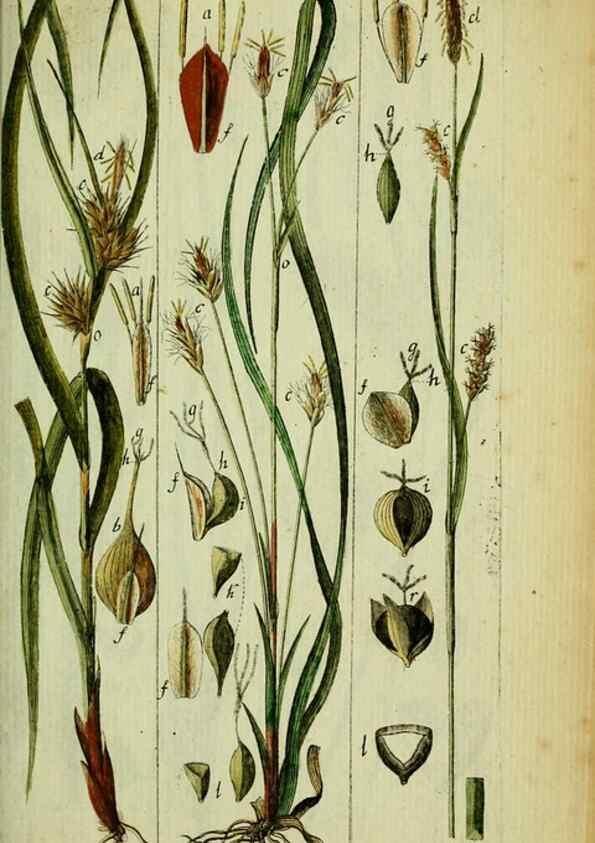 Reproducción/Reproduction 8287438067: Beschreibung und Abbildung der theils bekannten, theils noch nicht beschriebenen Arten von Riedgräsern,. Wittenberg,1801-1806.
