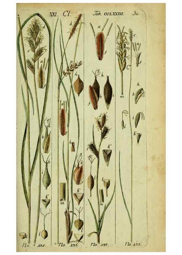 Reproducción/Reproduction 8287439761: Beschreibung und Abbildung der theils bekannten, theils noch nicht beschriebenen Arten von Riedgräsern,. Wittenberg,1801-1806.