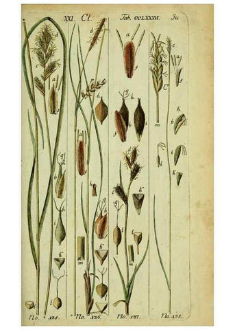 Reproducción/Reproduction 8287439761: Beschreibung und Abbildung der theils bekannten, theils noch nicht beschriebenen Arten von Riedgräsern,. Wittenberg,1801-1806.