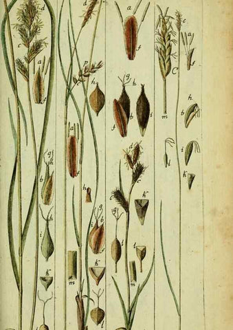Reproducción/Reproduction 8287439761: Beschreibung und Abbildung der theils bekannten, theils noch nicht beschriebenen Arten von Riedgräsern,. Wittenberg,1801-1806.