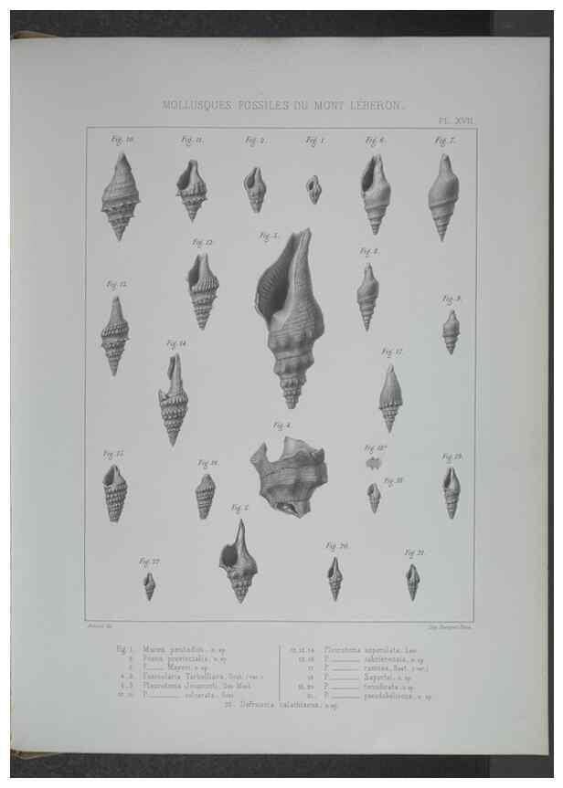 Reproducción/Reproduction 8357810249: Animaux fossiles du Mont Leberon (Vaucluse) :. Paris :Societe Geologique de France,1873 